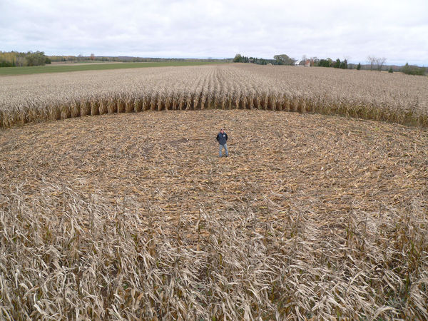 Crop Circle