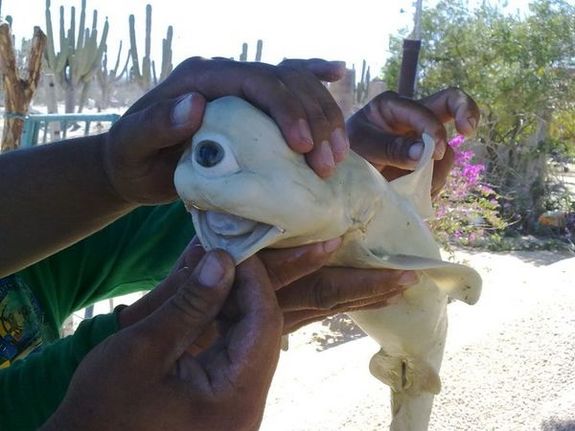 Click to enlarge Fetal Shark
