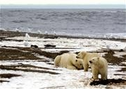 Click to enlarge Polar Bears