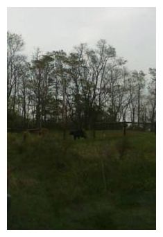 Escape Bear