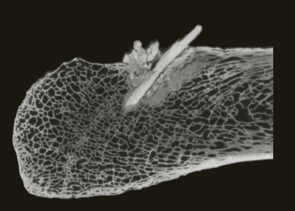 Mammoth Bone