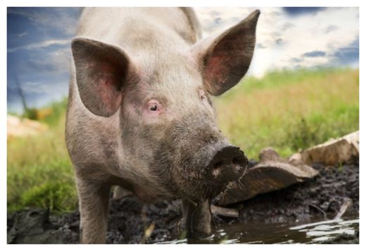 Porky