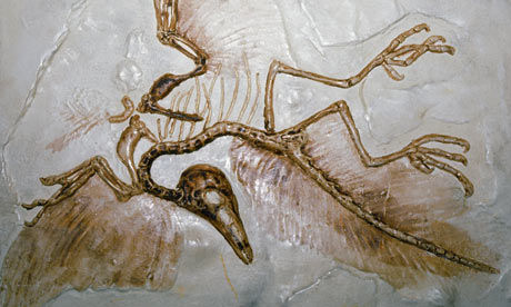 Archaeopteryx bird fossil