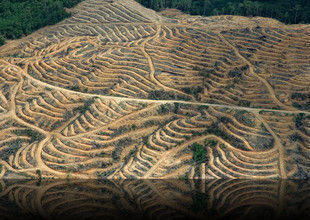 Palm oil plantation