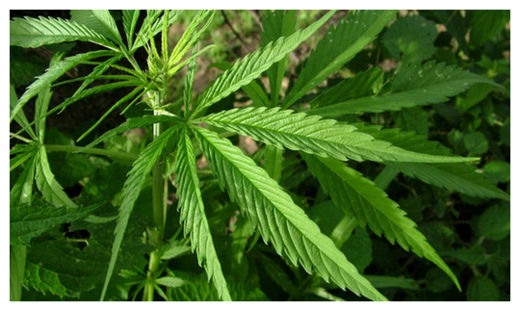 Marijuana Leaf