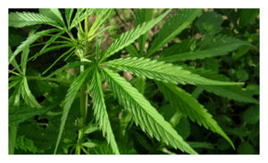Marijuana Leaf