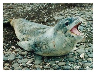 Leopard Seal