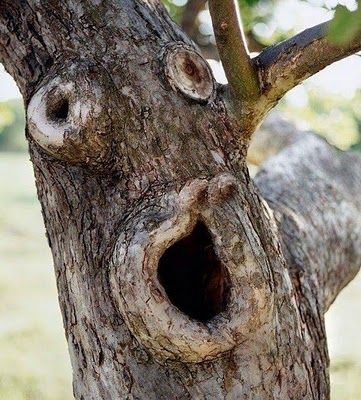 Oxygen eating trees