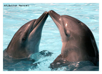 Dolphins