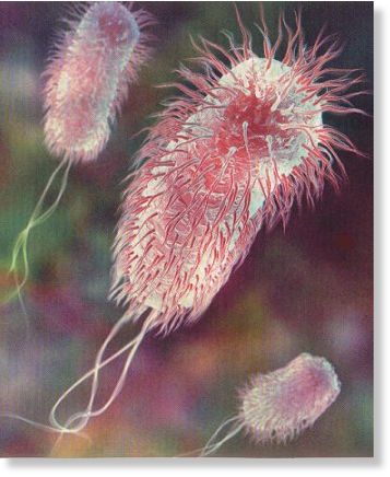 Click to enlarge E.coli