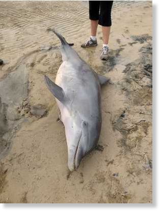 dead dolphin