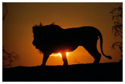 Big Cats