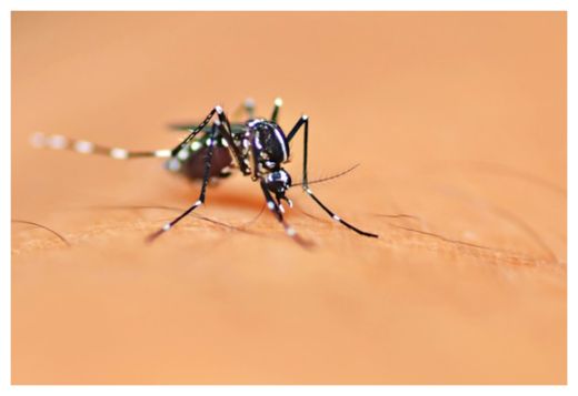 GMO Mosquito