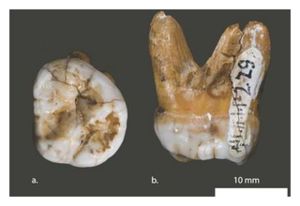 Ancient Molar