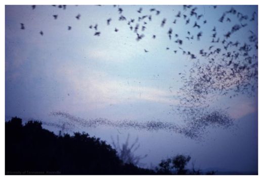 Bats