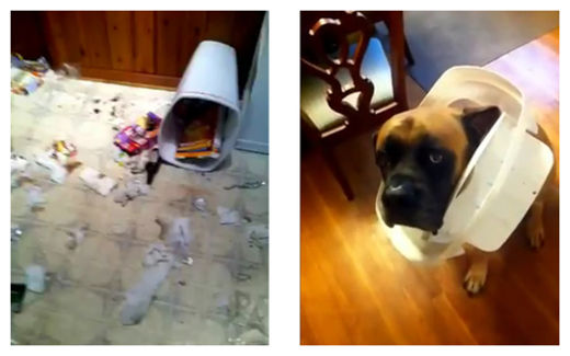 Guilty Dog