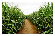 Corn Field