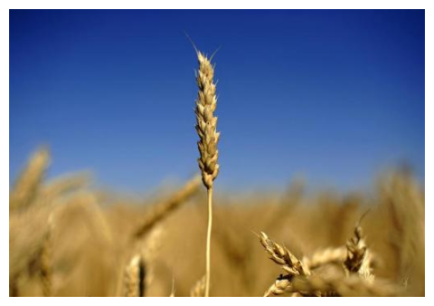 Wheat