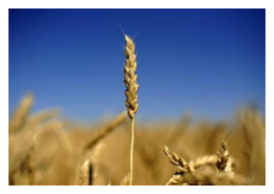 Click to enlarge Wheat