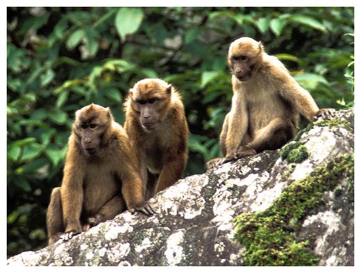 Click to enlarge Monkeys