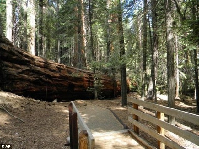 sequoias