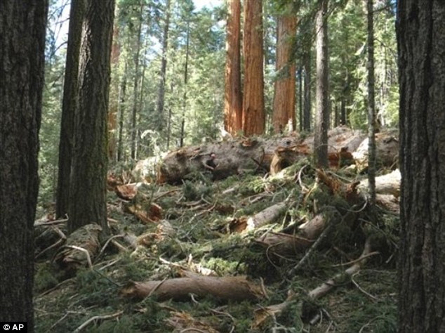 sequoias