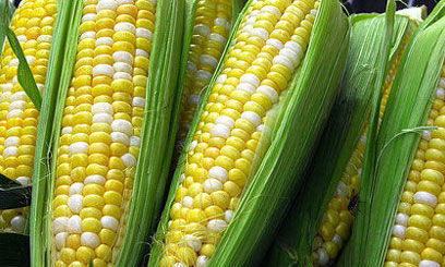 Genetically Modified maize 