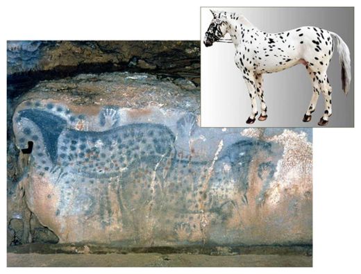 Click to enlarge Spotted Horses