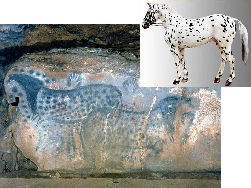 Click to enlarge Spotted Horses