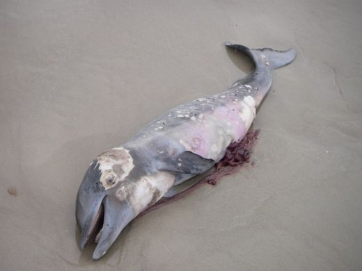 dead dolphin
