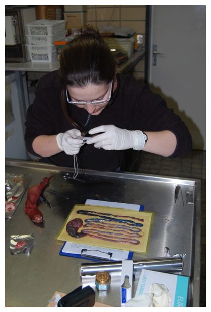 Dissection