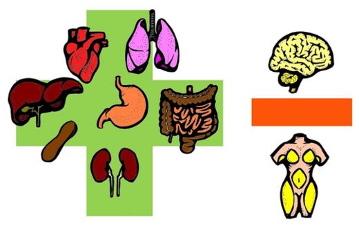 Organ Correlation