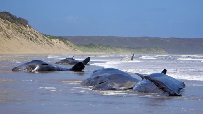 Stranded Whales