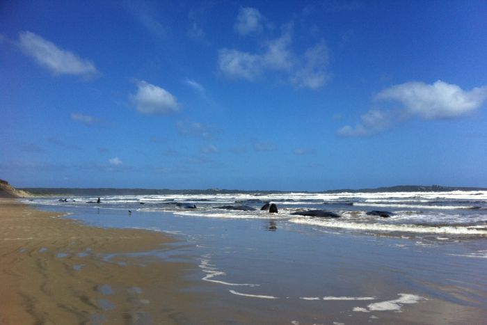 Click to enlarge Stranded Whales_!