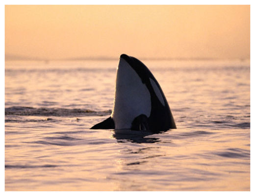 Killer Whale