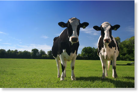 Cows