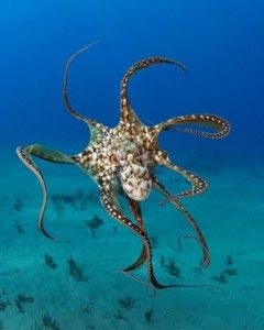Click to enlarge Octopus Intelligence