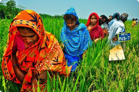 BangladeshFarmWomen