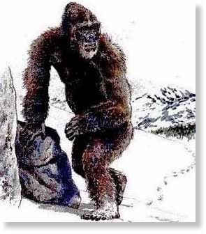 Yeti