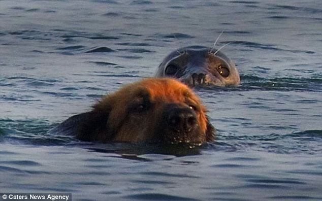 seal and dog
