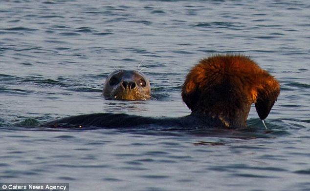 Click to enlarge seal and dog