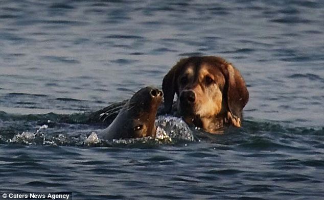 Click to enlarge seal and dog