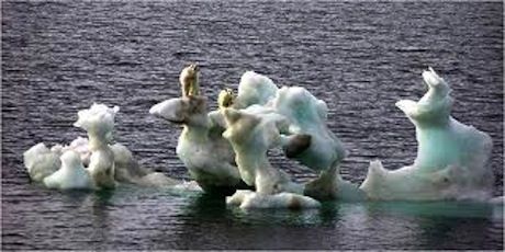 polar bears on ice