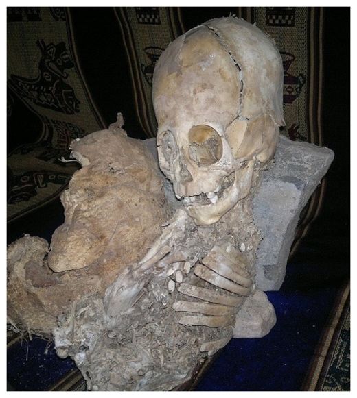 Click to enlarge Ancient Skull