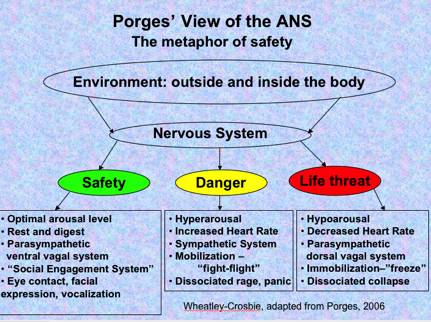 polyvagal