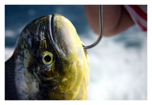 Caught Fish