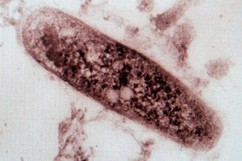 Click to enlarge tuberculosis