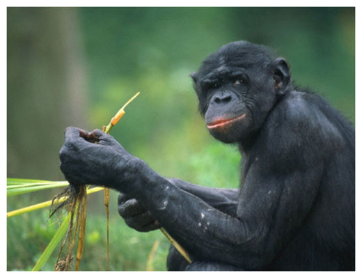 Chimp