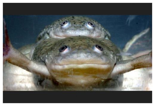 Frogs