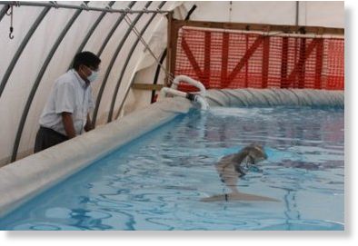 dolphin